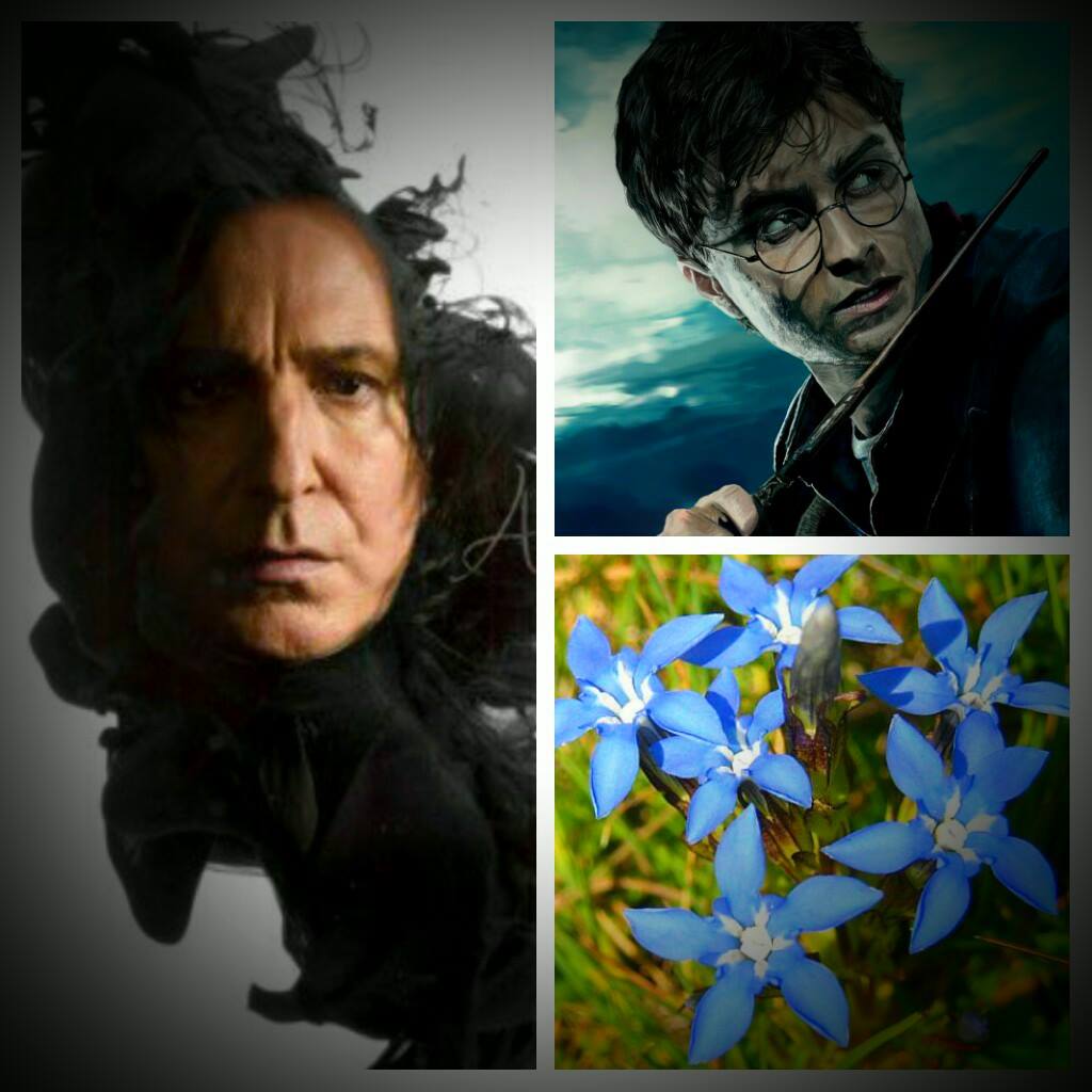 severus-harry-horepnicek.jpg